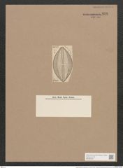 Navicula hennedyi var. granulata Grun. (de-Toni-Nr.: Genus 1, Species 364) Zeichnungen Sammlung Grunow Nr. 826 (NHMW-BOT-W0367255)